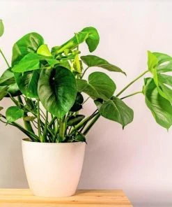 Garden Goods Direct Monstera Deliciosa (Split Leaf Philodendron)