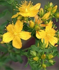 Garden Goods Direct St John's Wort Red Fame 7 Garden Goods Direct St John's Wort Red Fame