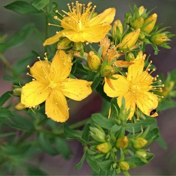 Garden Goods Direct St John's Wort Red Fame 4 Garden Goods Direct St John's Wort Red Fame