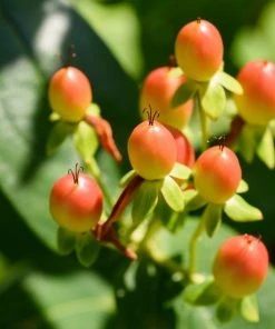 Garden Goods Direct St John's Wort Red Fame 6 Garden Goods Direct St John's Wort Red Fame