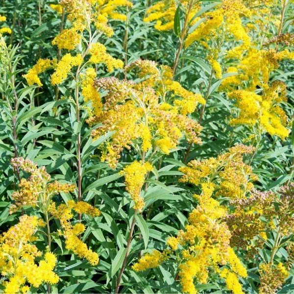 Garden Goods Direct St John's Wort Red Fame 2 Garden Goods Direct St John's Wort Red Fame