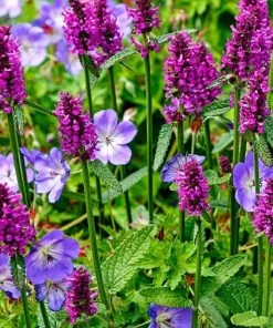 Garden Goods Direct Stachys Hummelo Perennials 6 Garden Goods Direct Stachys Hummelo Perennials