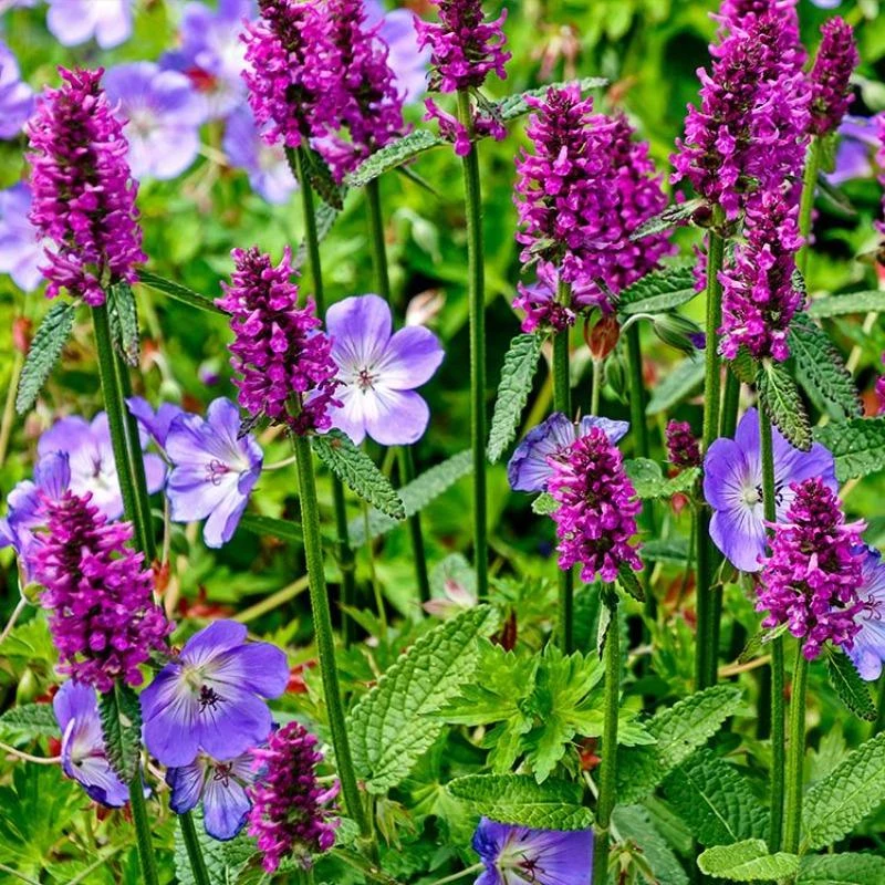 Garden Goods Direct Stachys Hummelo Perennials 3 Garden Goods Direct Stachys Hummelo Perennials
