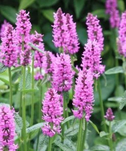 Garden Goods Direct Stachys Hummelo Perennials 7 Garden Goods Direct Stachys Hummelo Perennials