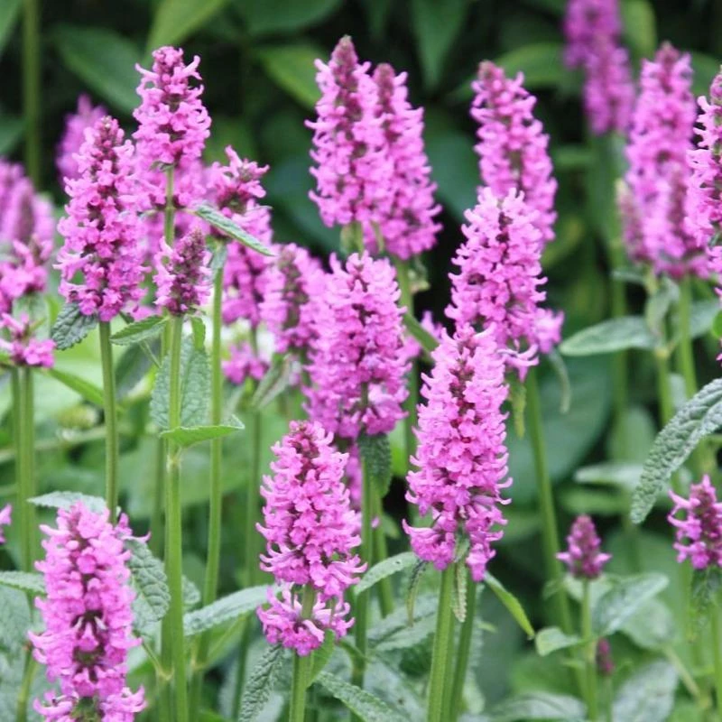 Garden Goods Direct Stachys Hummelo Perennials 4 Garden Goods Direct Stachys Hummelo Perennials