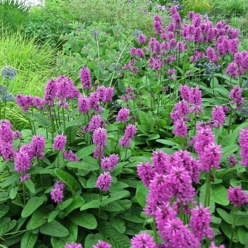 Garden Goods Direct Stachys Hummelo Perennials 2 Garden Goods Direct Stachys Hummelo Perennials