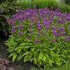 Garden Goods Direct Stachys Hummelo Perennials
