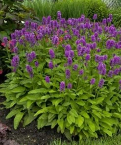 Garden Goods Direct Stachys Hummelo Perennials