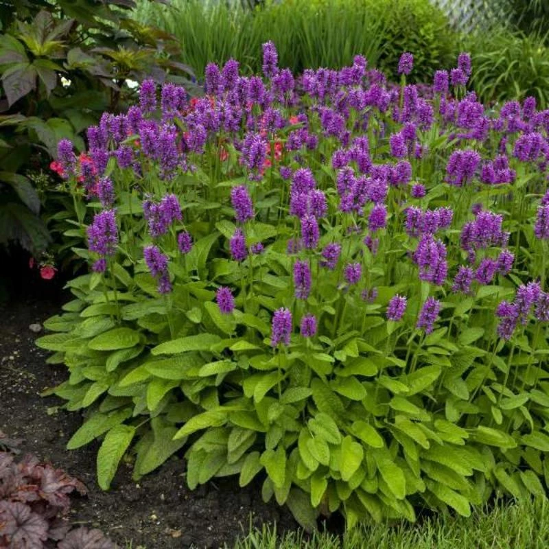Garden Goods Direct Stachys Hummelo Perennials 1 Garden Goods Direct Stachys Hummelo Perennials