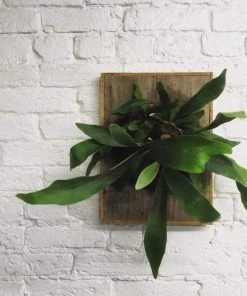 Garden Goods Direct House Plants Staghorn Fern