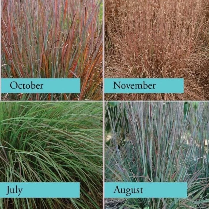 Garden Goods Direct Perennials Standing Ovation Little Bluestem 4 Garden Goods Direct Perennials Standing Ovation Little Bluestem