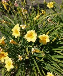 Garden Goods Direct Perennials Stella D'oro Daylily