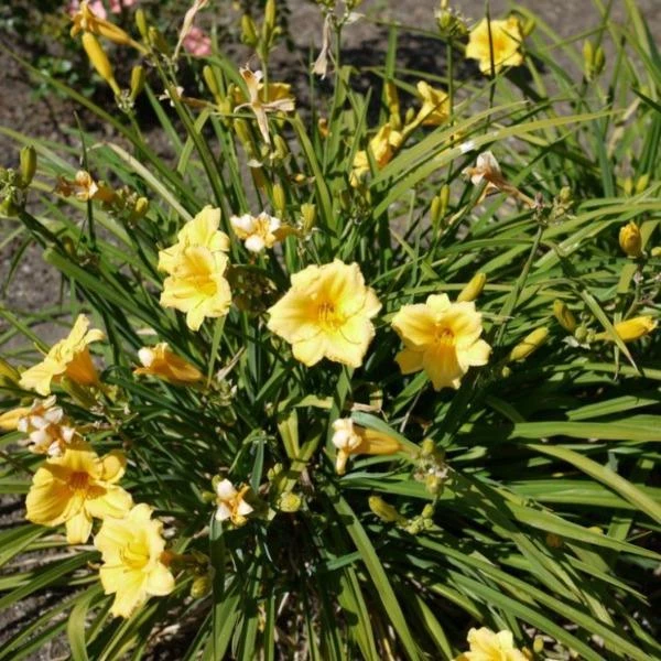 Garden Goods Direct Perennials Stella D'oro Daylily 2 Garden Goods Direct Perennials Stella D'oro Daylily