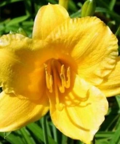 Garden Goods Direct Perennials Stella D'oro Daylily