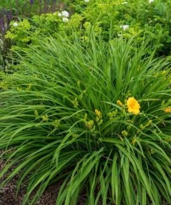 Garden Goods Direct Perennials Stella D'oro Daylily 5 Garden Goods Direct Perennials Stella D'oro Daylily