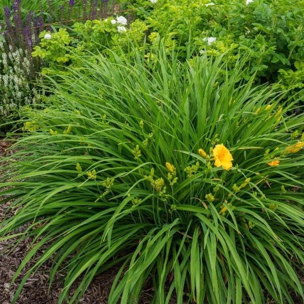 Garden Goods Direct Perennials Stella D'oro Daylily 3 Garden Goods Direct Perennials Stella D'oro Daylily