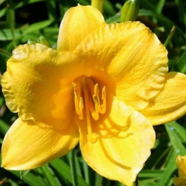 Garden Goods Direct Perennials Stella D'oro Daylily 1 Garden Goods Direct Perennials Stella D'oro Daylily