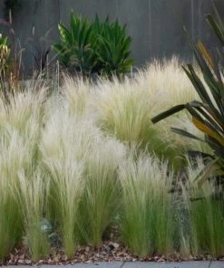 Garden Goods Direct Mexican Feather Grass