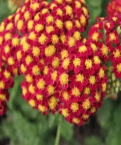 Garden Goods Direct Perennials Achillea Strawberry Seduction