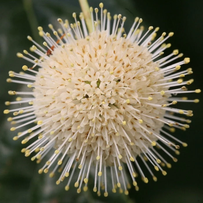 Garden Goods Direct Proven Winners® Color Choice® Sugar Shack® Cephalanthus Shrubs 4 Garden Goods Direct Proven Winners® Color Choice® Sugar Shack® Cephalanthus Shrubs