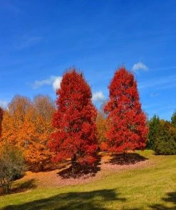 Garden Goods Direct Summer Red Maple Trees