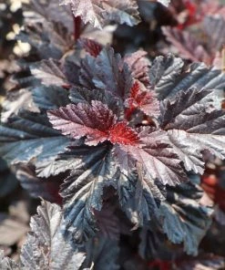 Garden Goods Direct Proven Winners® Color Choice® Summer Wine® Ninebark Shrubs