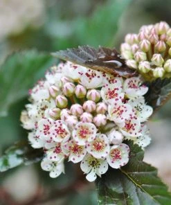 Garden Goods Direct Proven Winners® Color Choice® Summer Wine® Ninebark Shrubs