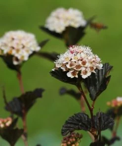 Garden Goods Direct Proven Winners® Color Choice® Summer Wine® Ninebark Shrubs