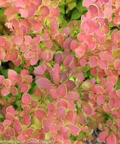 Garden Goods Direct Proven Winners® Color Choice® Sunjoy® Tangelo Barberry