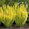 Garden Goods Direct Shrubs Proven Winners® Color Choice® Sunjoy Gold Pillar® Barberry