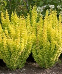 Garden Goods Direct Shrubs Proven Winners® Color Choice® Sunjoy Gold Pillar® Barberry