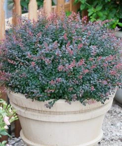 Garden Goods Direct Proven Winners® Color Choice® Sunjoy® Mini Salsa Barberry
