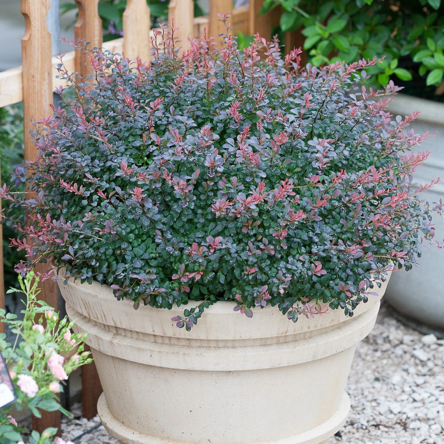 Garden Goods Direct Proven Winners® Color Choice® Sunjoy® Mini Salsa Barberry 2 Garden Goods Direct Proven Winners® Color Choice® Sunjoy® Mini Salsa Barberry