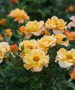 Garden Goods Direct Proven Winners® Color Choice® Sunorita® Rose Shrubs