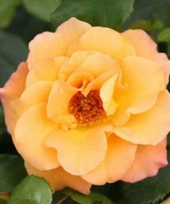 Garden Goods Direct Proven Winners® Color Choice® Sunorita® Rose Shrubs