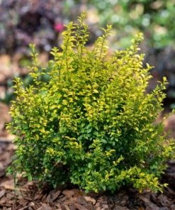 Garden Goods Direct Sunshine Ligustrum