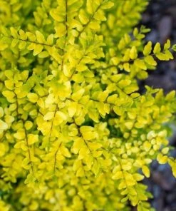 Garden Goods Direct Sunshine Ligustrum