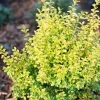Garden Goods Direct Sunshine Ligustrum