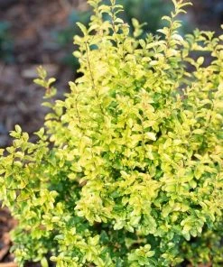 Garden Goods Direct Sunshine Ligustrum