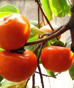 Garden Goods Direct Fruit & Nut Suruga Persimmon Tree