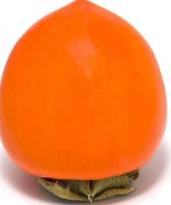 Garden Goods Direct Fruit & Nut Suruga Persimmon Tree