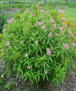 Garden Goods Direct Swamp Milkweed 7 Garden Goods Direct Swamp Milkweed