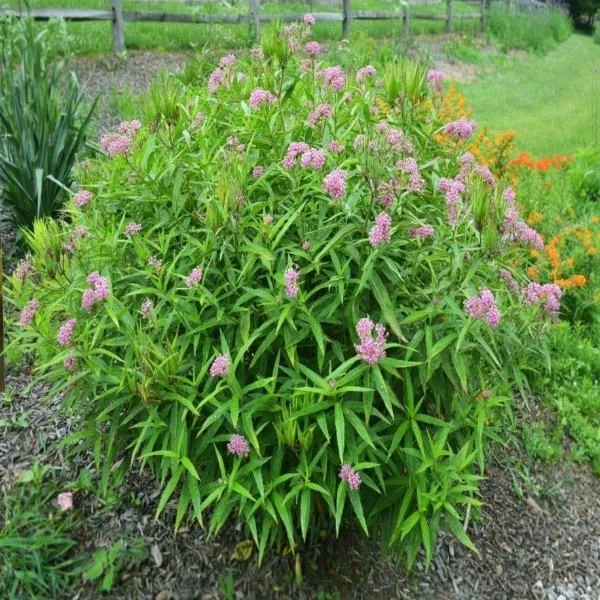 Garden Goods Direct Swamp Milkweed 4 Garden Goods Direct Swamp Milkweed