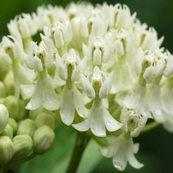 Garden Goods Direct Ice Ballet Asclepias Incarnata Perennials 3 Garden Goods Direct Ice Ballet Asclepias Incarnata Perennials