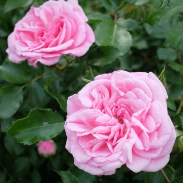 Garden Goods Direct Sweet Drift® Rose 3 Garden Goods Direct Sweet Drift® Rose