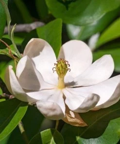 Garden Goods Direct Sweetbay Magnolia Trees 6 Garden Goods Direct Sweetbay Magnolia Trees