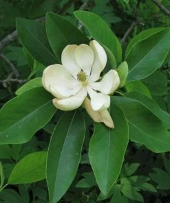 Garden Goods Direct Sweetbay Magnolia Trees