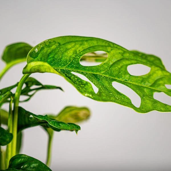 Garden Goods Direct Monstera Adansonii House Plants 4 Garden Goods Direct Monstera Adansonii House Plants