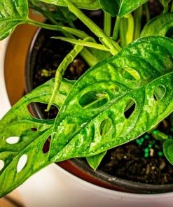 Garden Goods Direct Monstera Adansonii House Plants 6 Garden Goods Direct Monstera Adansonii House Plants