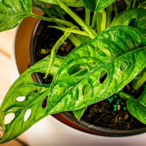 Garden Goods Direct Monstera Adansonii House Plants 3 Garden Goods Direct Monstera Adansonii House Plants